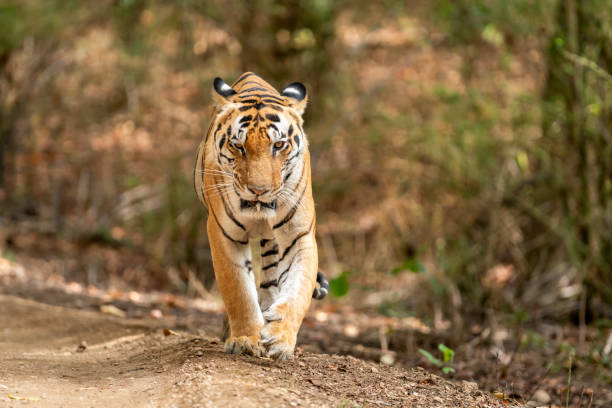 Kanha Kisli National Park 
